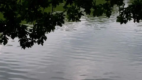 The branches of the trees hang down to the water. Nature. Stock Footage 159241754