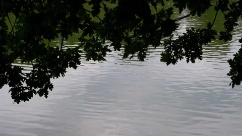 The branches of the trees hang down to the water. Nature. Video stock 159356574