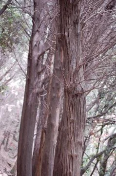 Branches of trees intertwined Stock Photos