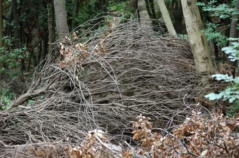 Branches of trees intertwined Stock Photos