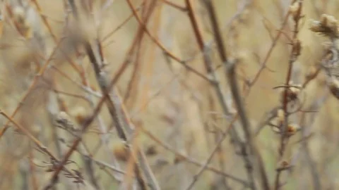 Branches of trees with kidneys Stock Footage 79407599