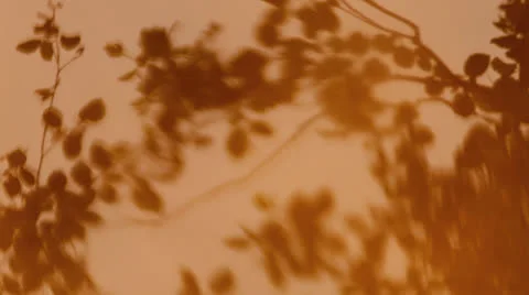 Branches of trees, leaves reflection in water Stock Footage 24744070