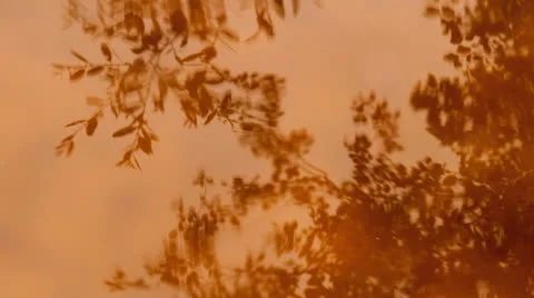 Branches of trees, leaves reflection in water Stock Footage 24744191