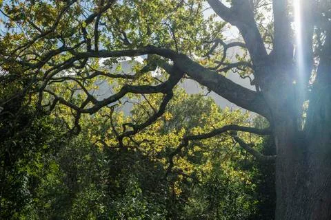 Branches of trees with light Foto stock