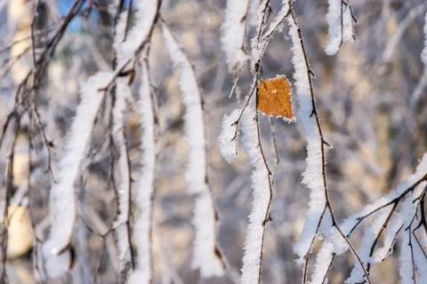 Branches of trees with a lonely leaf and white snow Foto stock