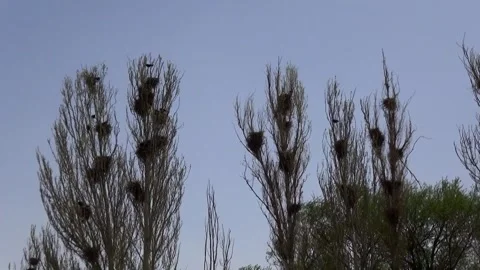 On the branches of trees in a lush garden a group of crows, stock footage. Stock Footage 304783613