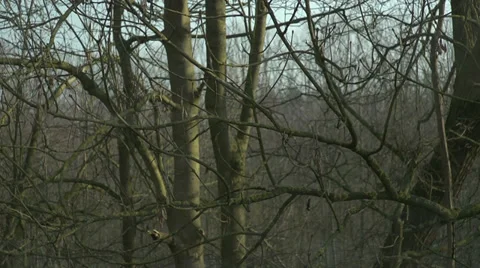 Branches of trees moving in the wind in wintertime Stock Footage 34526182