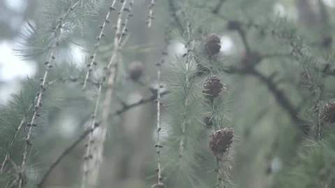 Branches, Trees, Nature, Forest, Green Stock Footage 143841872