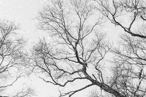 Branches Of The Trees Stock Photos