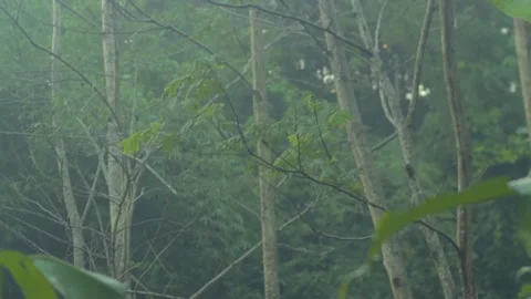 Branches of trees that raouh in the forest Stock Footage 234473287