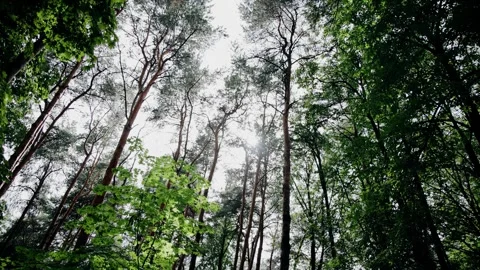The branches of the trees reach out to the light in the dense forest Stock Footage 321945035