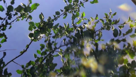Branches of trees reflected in water against the sky Stock Footage 136051956