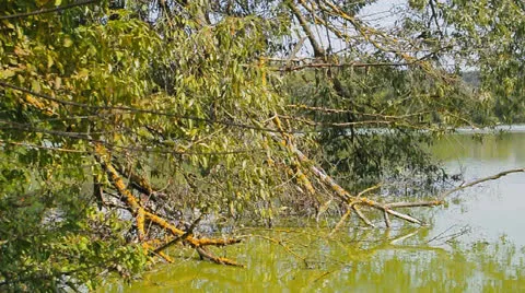 Branches of trees sinking in lake Video stock 22748426