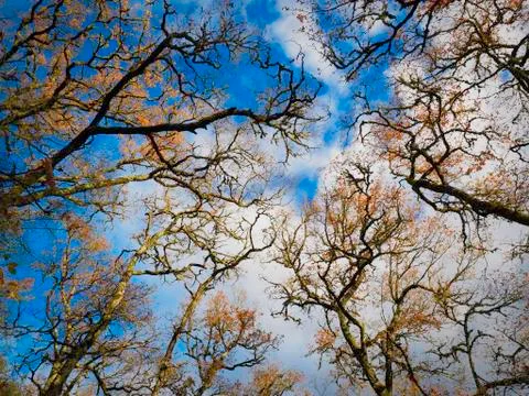 Branches of trees in the sky Stock Photos