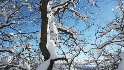 Branches of trees in the snow after a snowfall in the forest in winter Stock Footage 170448755
