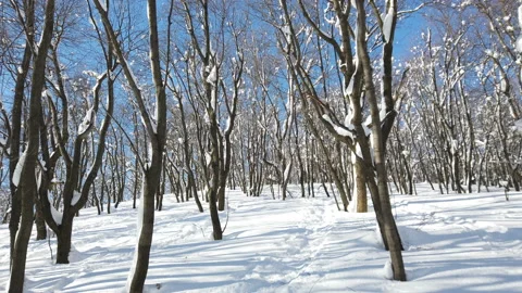 Branches of trees in the snow after a snowfall in the forest in winter Stock Footage 170449044