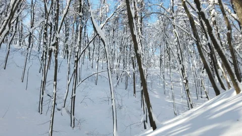 Branches of trees in the snow after a snowfall in the forest in winter 스톡 동영상 170449270