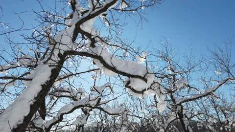 Branches of trees in the snow after a snowfall in the forest in winter Stock Footage 170592753