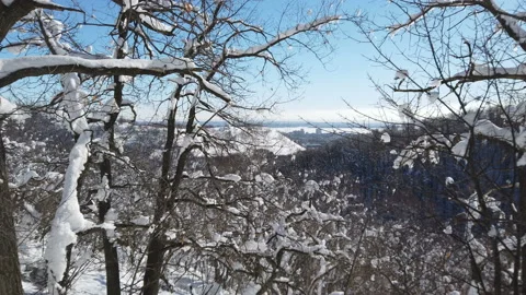 Branches of trees in the snow after a snowfall in the forest in winter Stock Footage 170592763
