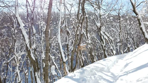Branches of trees in the snow after a snowfall in the forest in winter Stock Footage 177409158