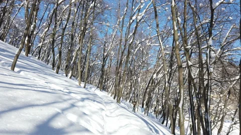 Branches of trees in the snow after a snowfall in the forest in winter Stock Footage 177410483