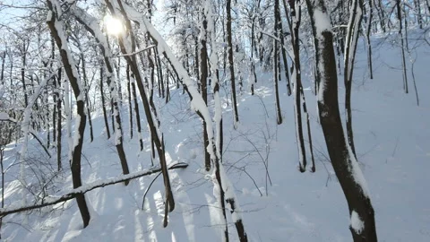Branches of trees in the snow after a snowfall in the forest in winter Stock Footage 177411370