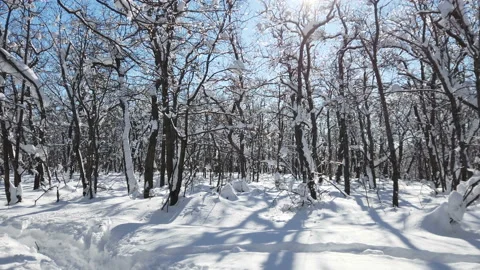 Branches of trees in the snow after a snowfall in the forest in winter Stock Footage 177413704