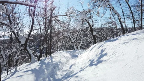 Branches of trees in the snow after a snowfall in the forest in winter Stock Footage 188127175