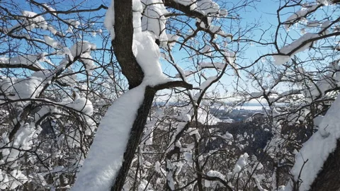 Branches of trees in the snow after a snowfall in the forest in winter Stock Footage 188130495