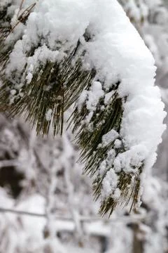 Branches of trees in the snow. Foto stock