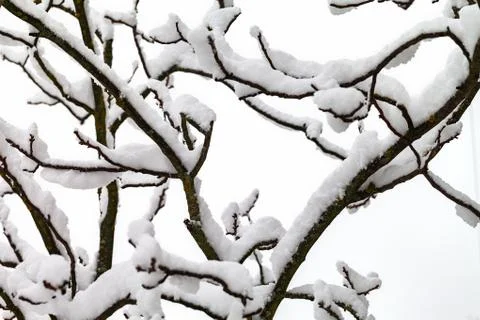 Branches of trees in the snow. 库存照片