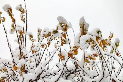 Branches of trees in the snow. 스톡 사진