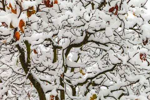 Branches of trees in the snow. 스톡 사진