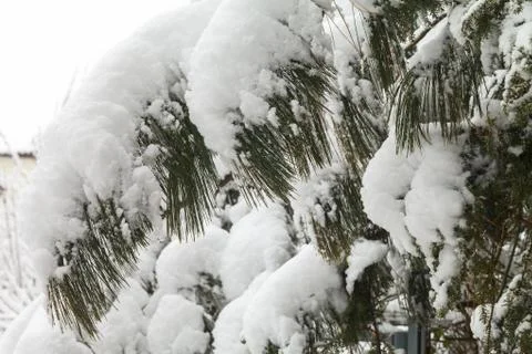 Branches of trees in the snow. 库存照片