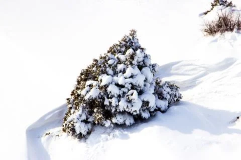 Branches of trees in the snow Stock Photos