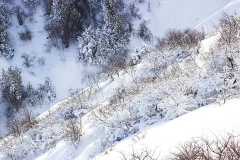 Branches of trees in the snow Foto stock