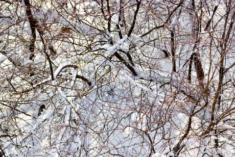 Branches of trees in the snow Foto stock