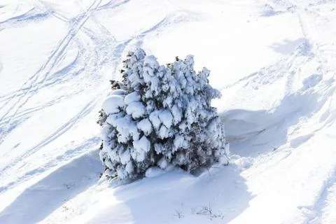 Branches of trees in the snow Stock Photos