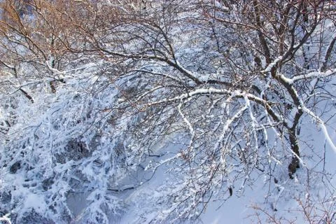 Branches of trees in the snow Stock Photos
