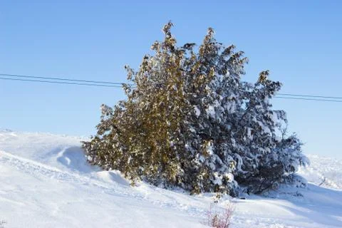 Branches of trees in the snow Foto stock