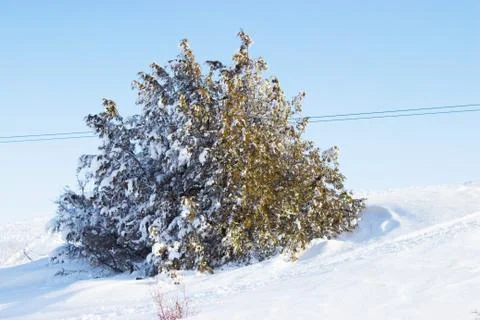 Branches of trees in the snow Stock Photos