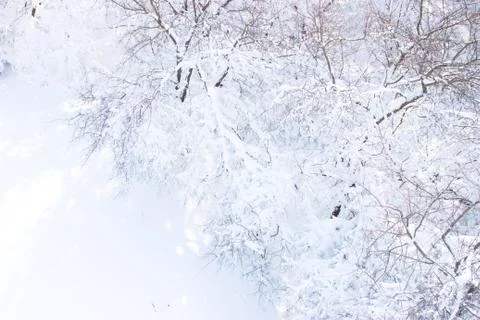 Branches of trees in the snow Stock Photos
