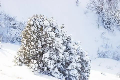 Branches of trees in the snow Stock Photos