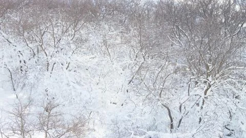 Branches of trees in the snow Stock Photos