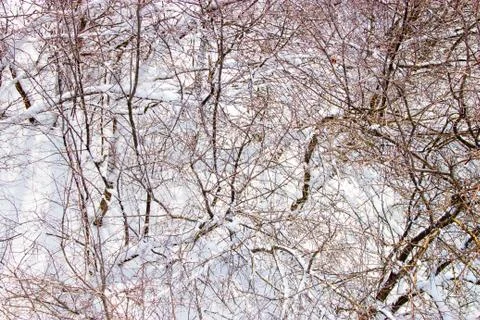 Branches of trees in the snow Stock Photos