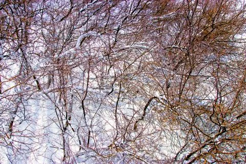 Branches of trees in the snow Stock Photos