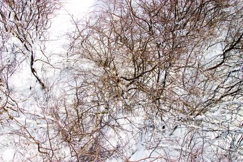 Branches of trees in the snow Stock Photos