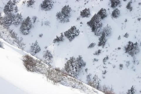 Branches of trees in the snow Foto stock