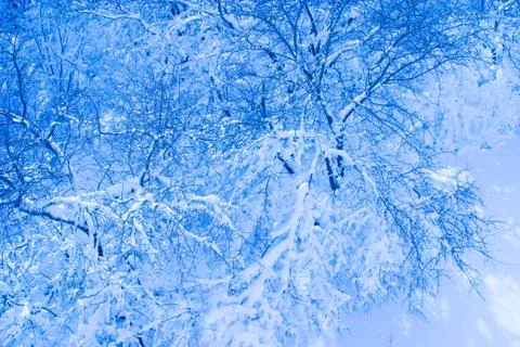 Branches of trees in the snow Foto stock