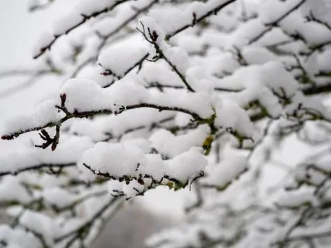 Branches of trees in the snow. Stock Photos
